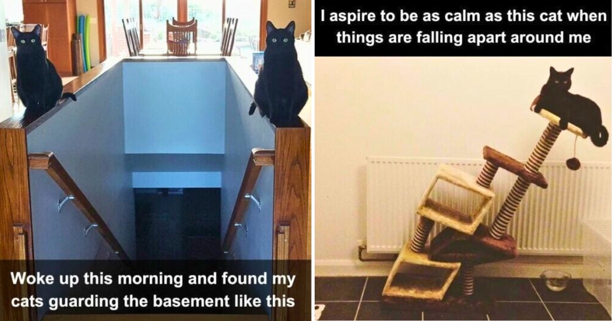 30 Hilarious Cat Pics That Are Next to Impossible Not to Laugh At